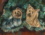 Benji and Bo were beautiful Yorkshire terriers, much beloved Yorkies