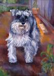 Chauncy is a Schnauzer who lives with a Boxer. They love to play.