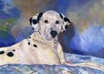 Jake is a Dalmation, resting on his comfy bedspread