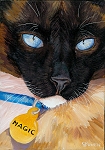 Magic - Siamese cat blue eyes close-up