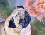 MoMoe is such a handsome pug