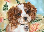 Molly, the adorable Cavalier King Charles spaniel
