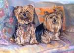 These frisky Yorkshire Terriers love to relax at home