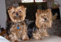 Polo and Tiffany, Yorkshire terriers, reference photo No. 2