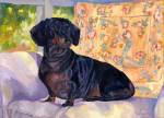 Sophie is a black and tan Dachshund that plays all day in her garden with her long haired Dachshund friend, Stella