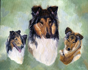 Stubben is a rough coated Collie