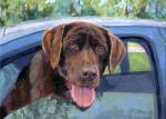 This sweet Chocolate Labrador wants to go for a ride, too!