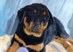 Tanner is a Rottweiler puppy who lives on a horse ranch