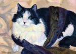 Tillie is a black and white tuxedo cat who loves to be draped in her mom's scarves