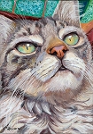 Veludo - Gray tabby cat long-haired with green eyes close-up