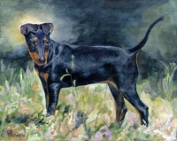 Dog painting by Connie Bowen of Bug, a fabulous, award-winning Manchester Terrier. Manchester terrier dogs are so sleek and athletic!